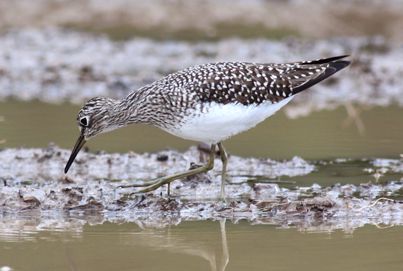 Solitary Sandpiper