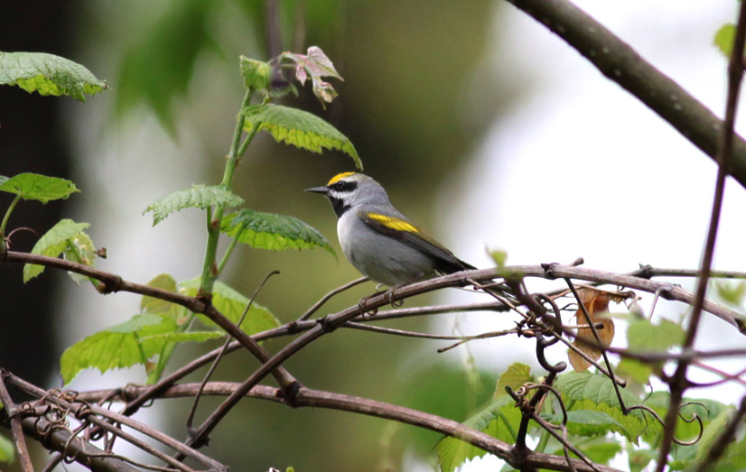 Golden-winged Warbler