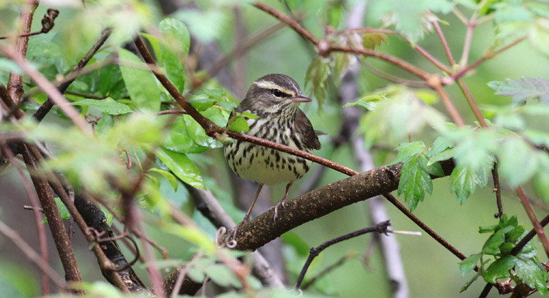 Northern Waterthrush