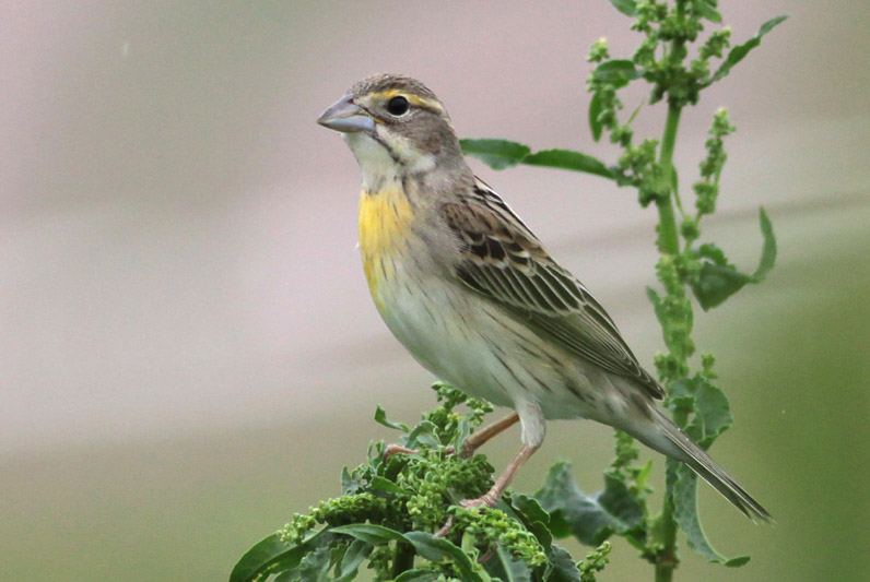 Dickcissel