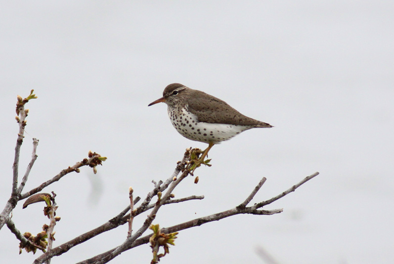 Spotted Sandpiper