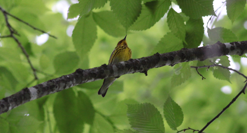 Cape May Warbler
