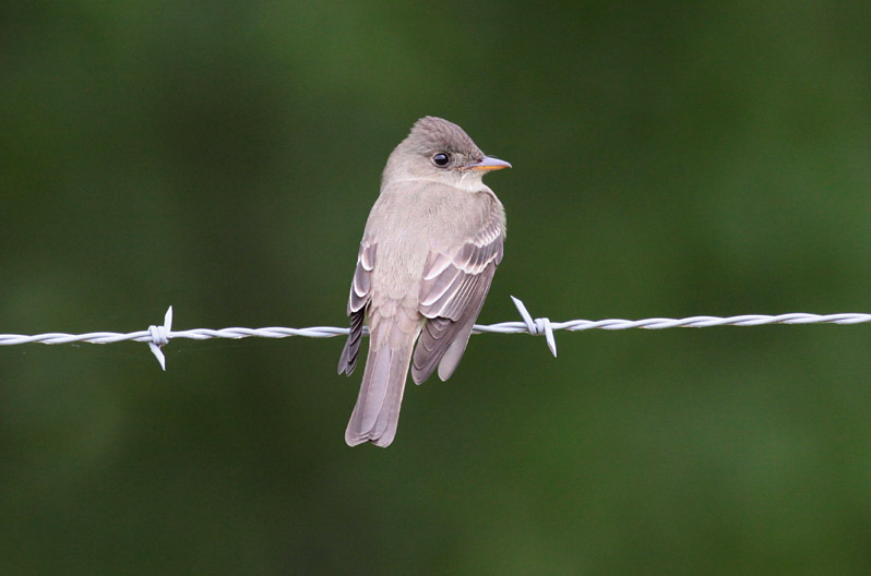 Eastern Wood-Pewee