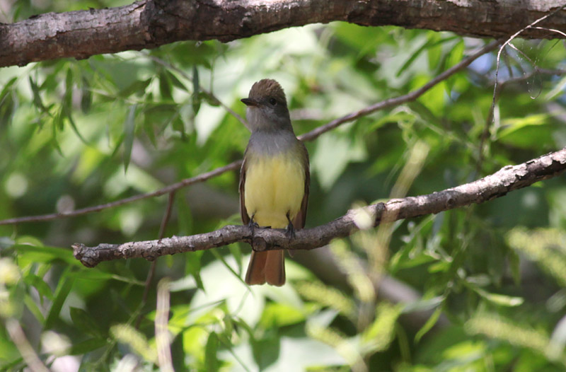 Great Crested Flycatcher
