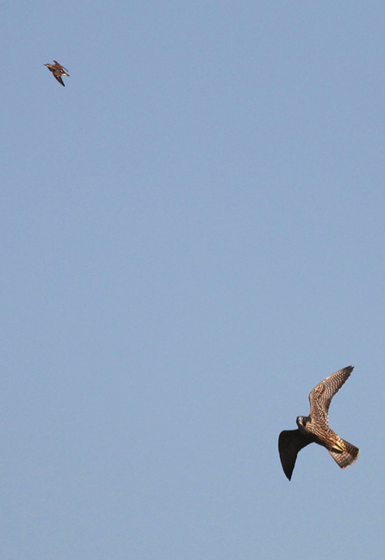 Peregrine & Least Sandpiper