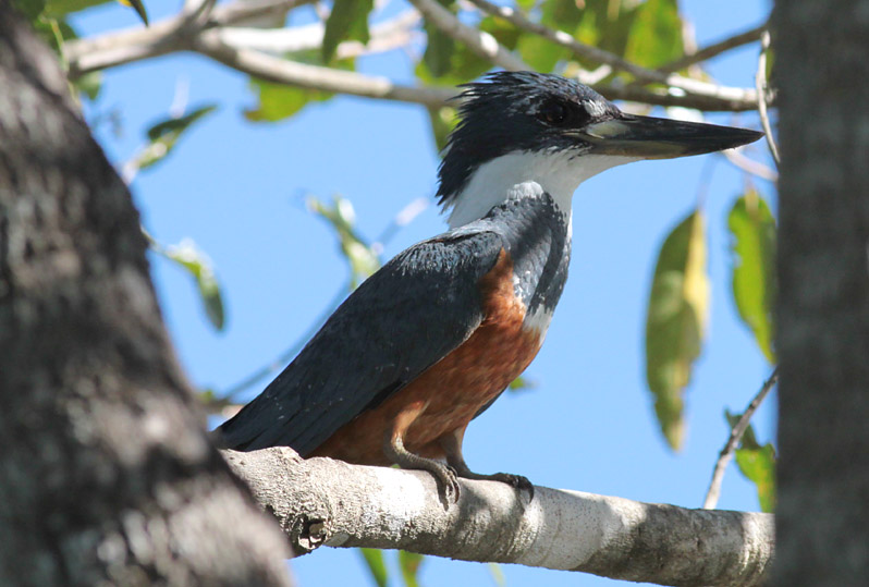 Ringed Kingfisher