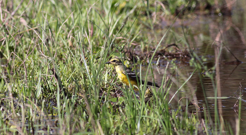 Yellow-browed Tyrant