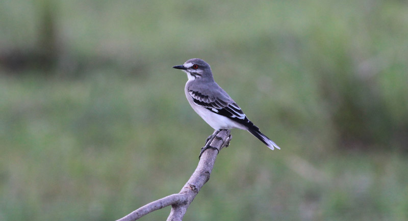 Gray Monjita