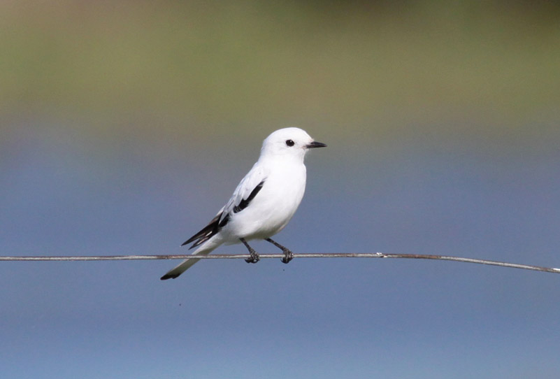 White Monjita