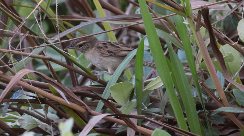 Chotoy Spinetail