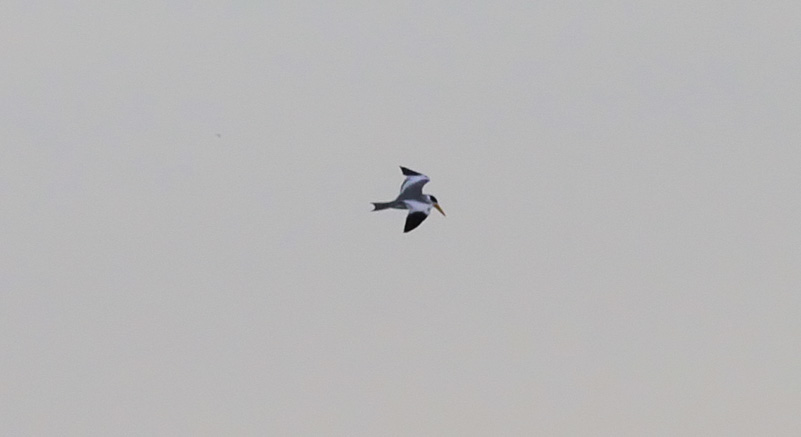 Large-billed Tern