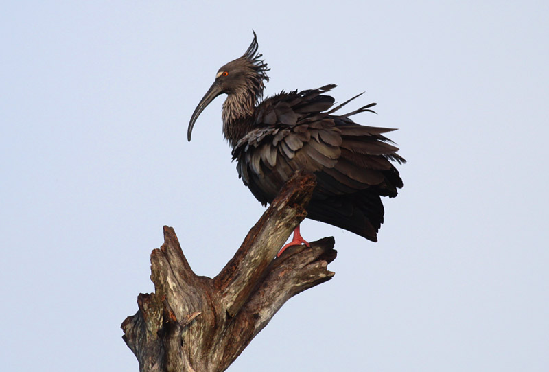 Plumbeous Ibis