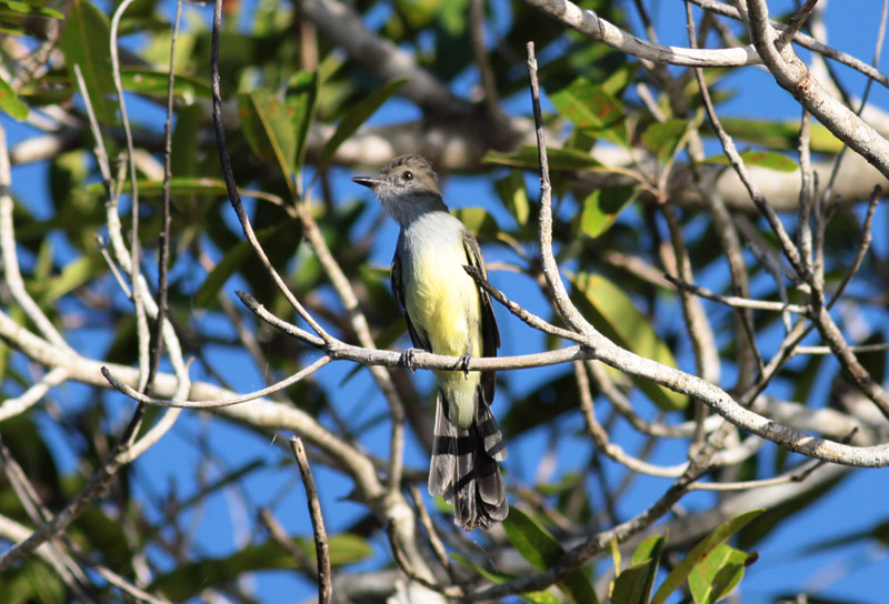 Short-crested Flycatcher