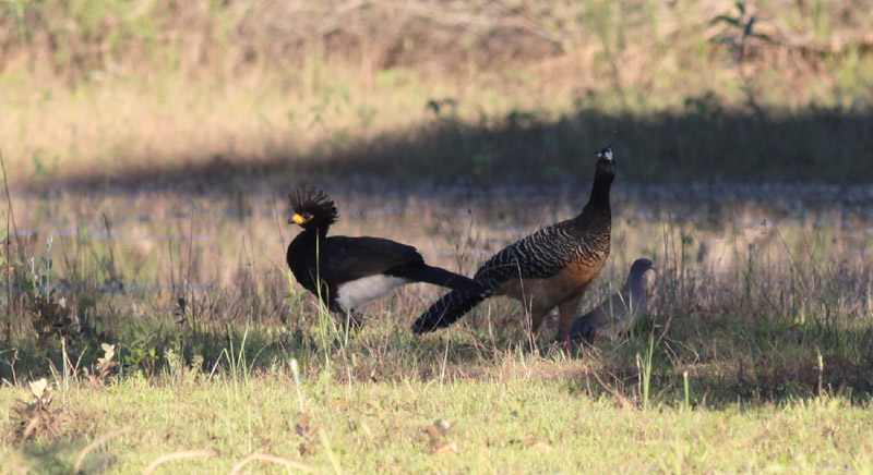 Bare-faced Curassows