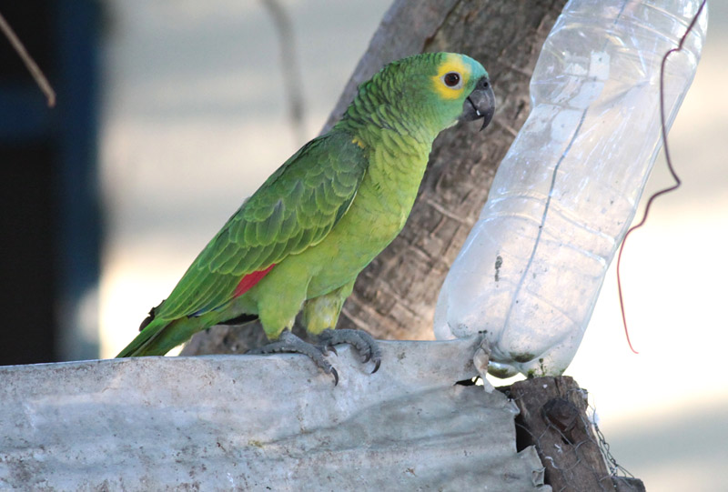 Blue-fronted Parrot