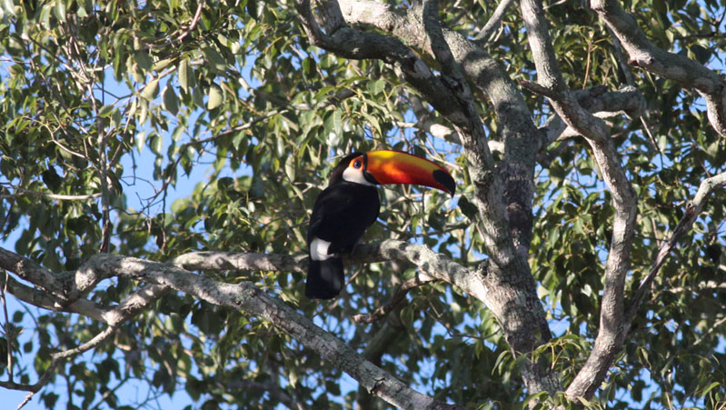 Toco Toucan