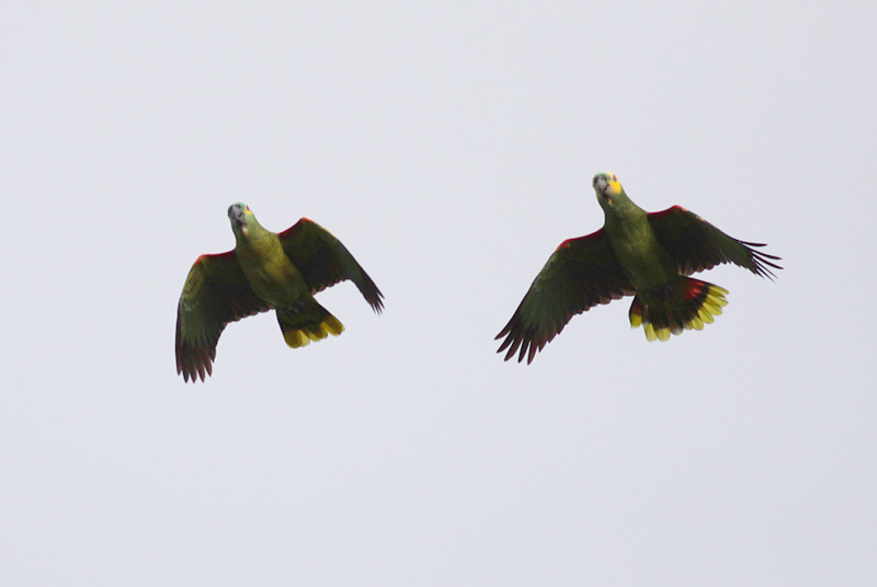 Blue-fronted Parrots