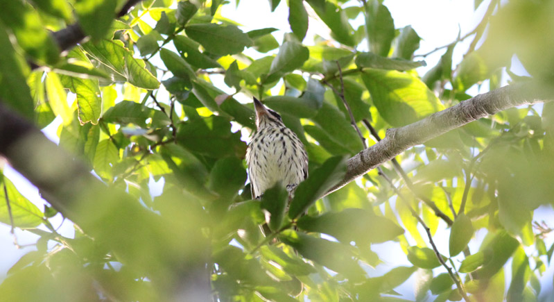 Streaked Flycatcher
