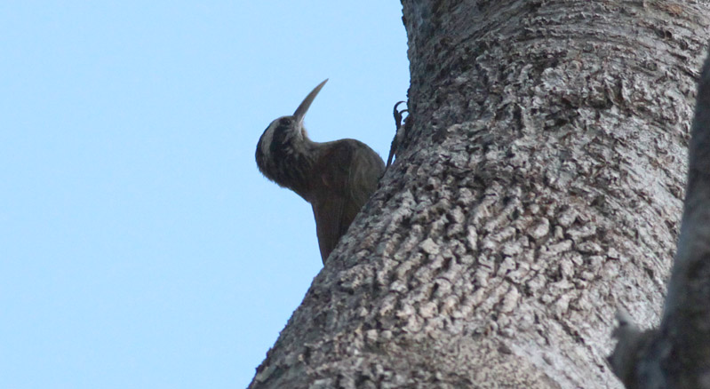 Narrow-billed Woodcreeper