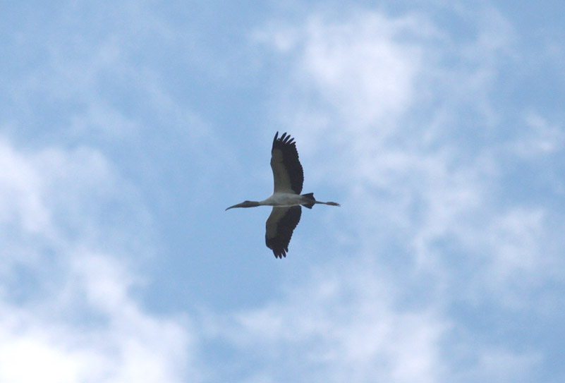 Wood Stork