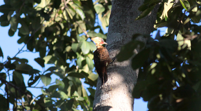 Pale-crested Woodpecker