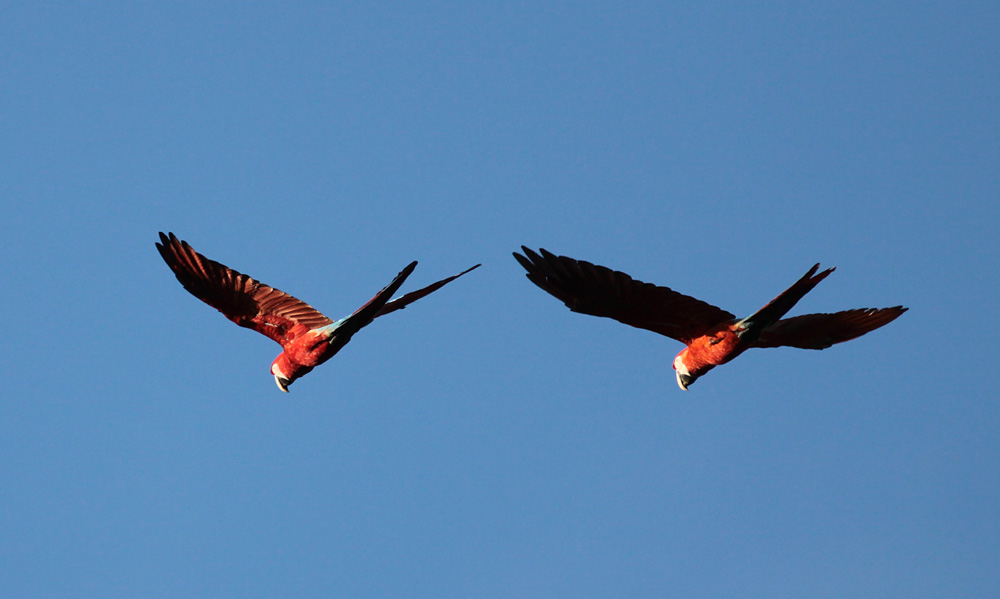 Red-and-Green Macaw
