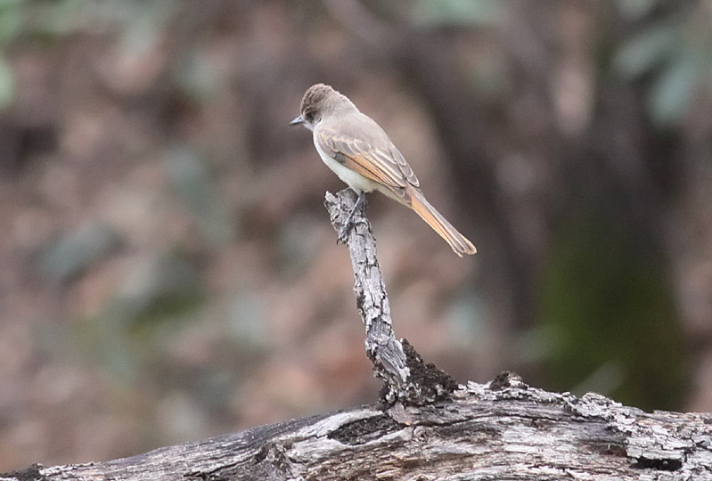 Dusky-capped Flycatcher
