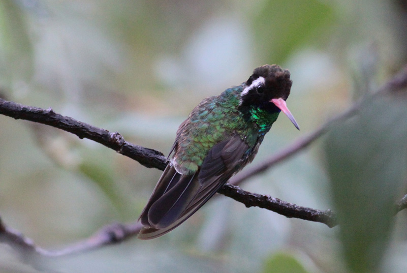 White-eared Hummingbird