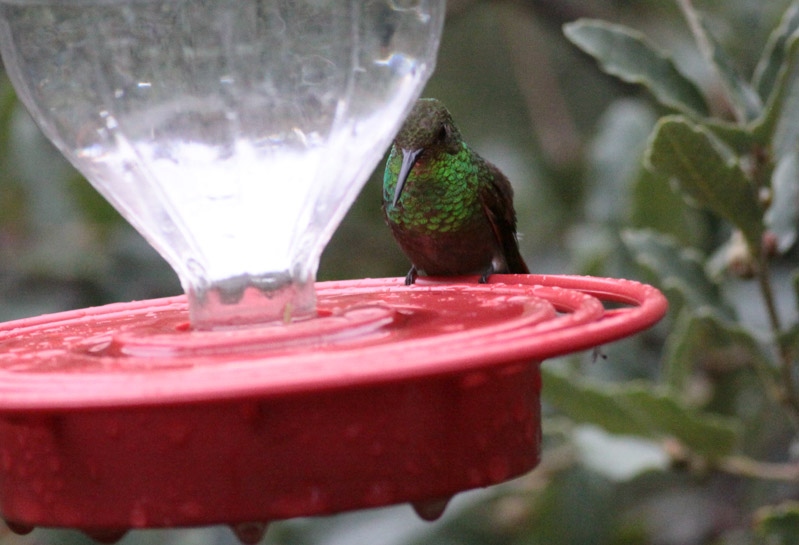 Berylline Hummingbird