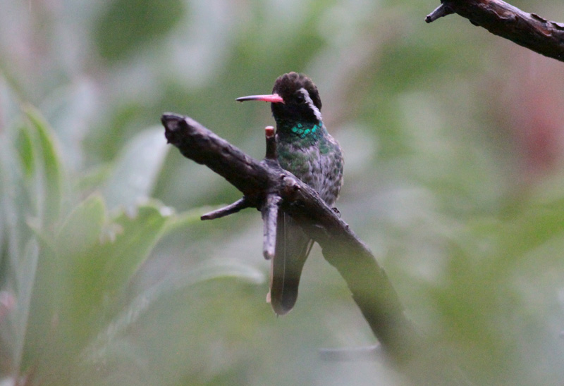 White-eared Hummingbird