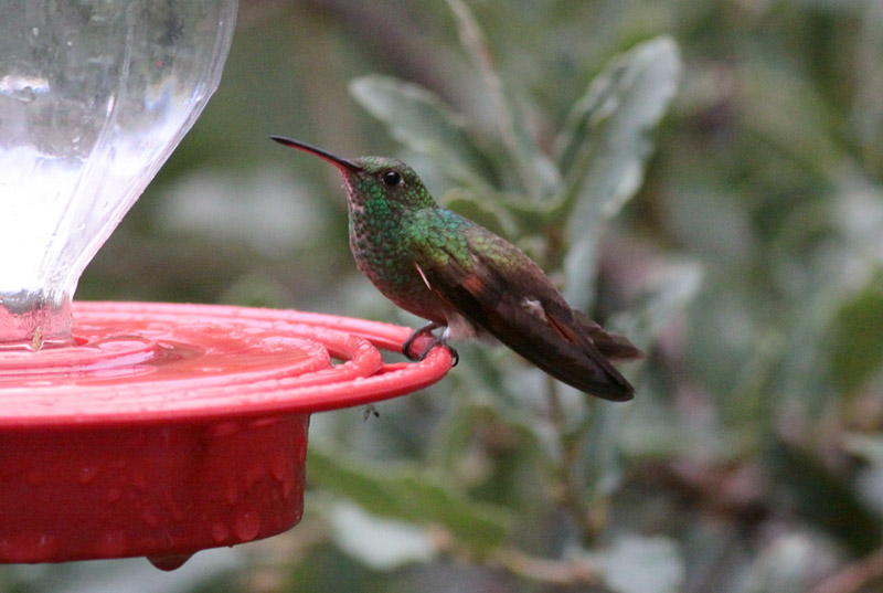 Berylline Hummingbird
