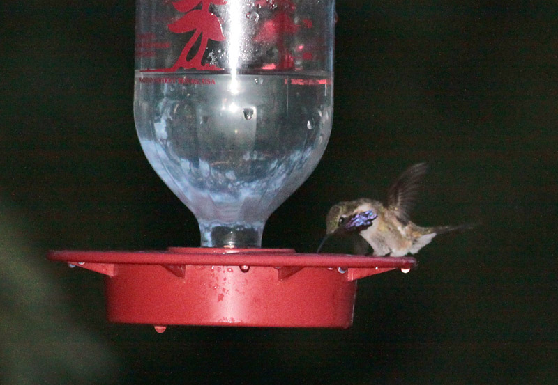 Lucifer Hummingbird