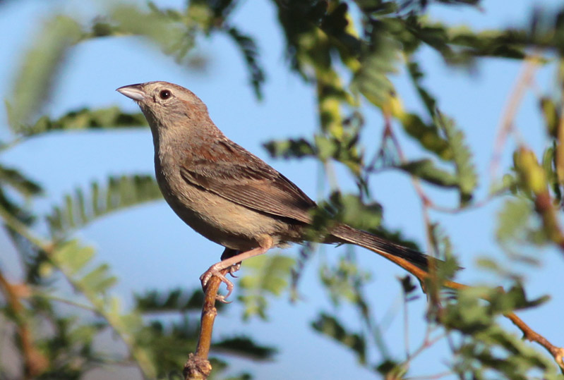 Botteris Sparrow