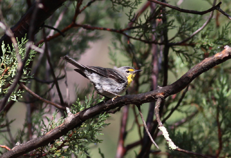 Graces Warbler