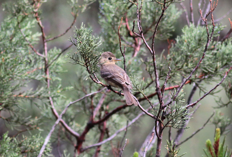 Buff-breasted Flycatcher