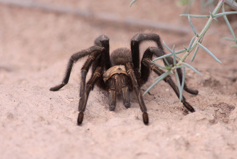 Tarantula sp.