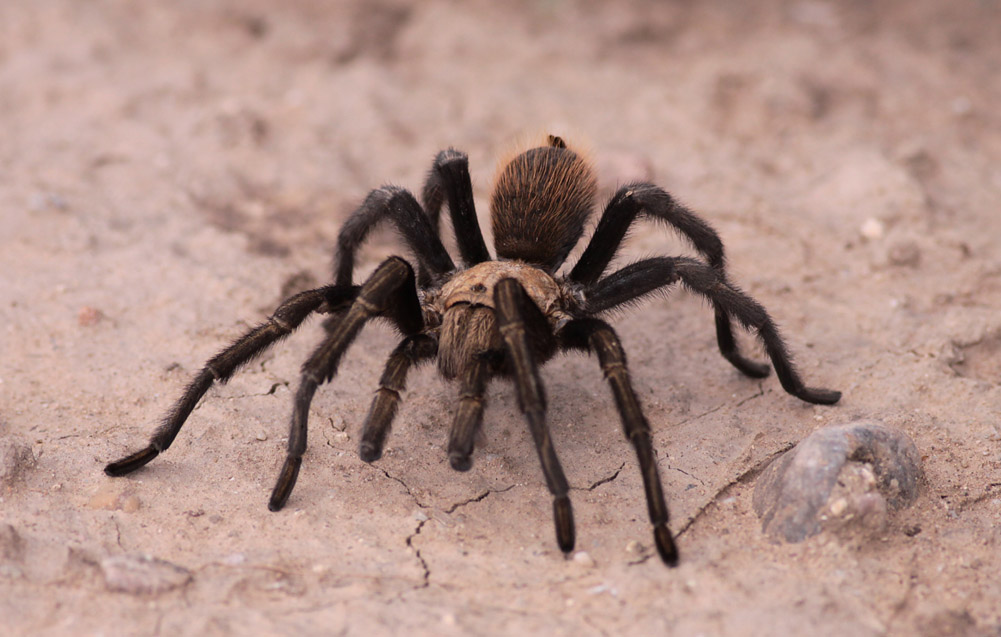 Tarantula sp.