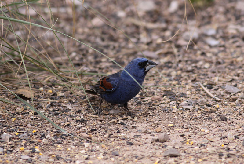 Blue Grosbeak