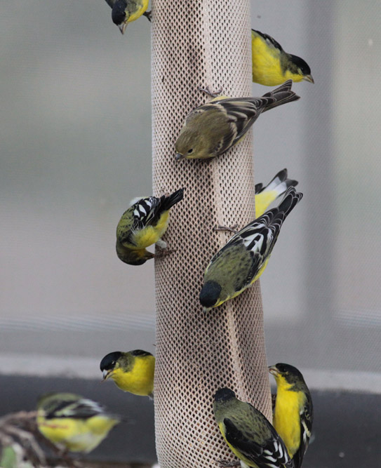 Lesser Goldfinches