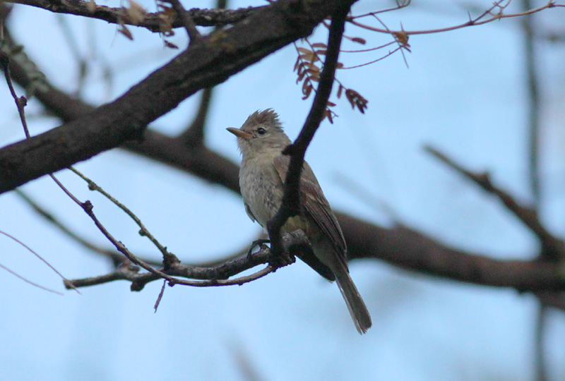 Northern Beardless-Tyrannulet