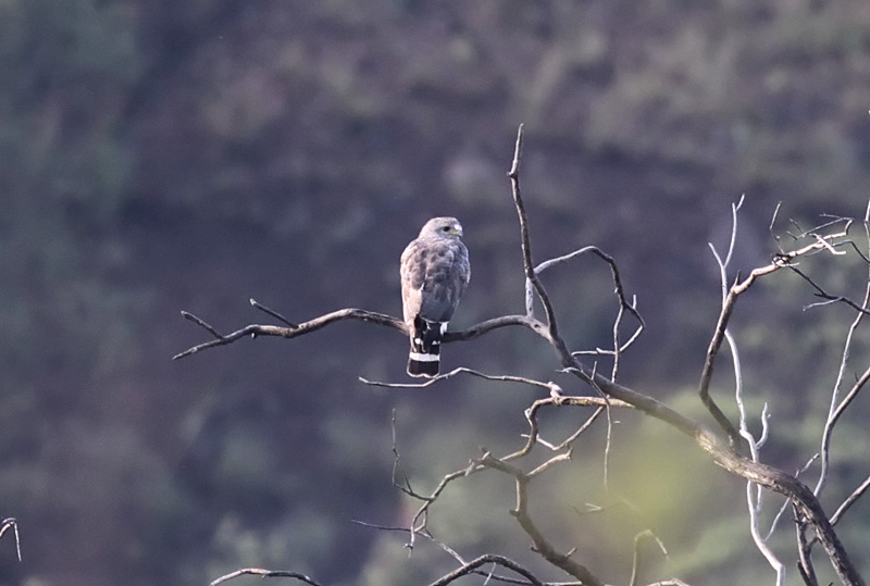 Gray Hawk