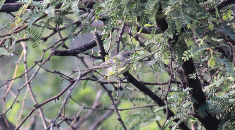 Lucys Warbler