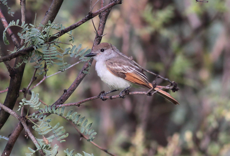 Ash-throated Flycatcher