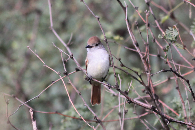 Ash-throated Flycatcher