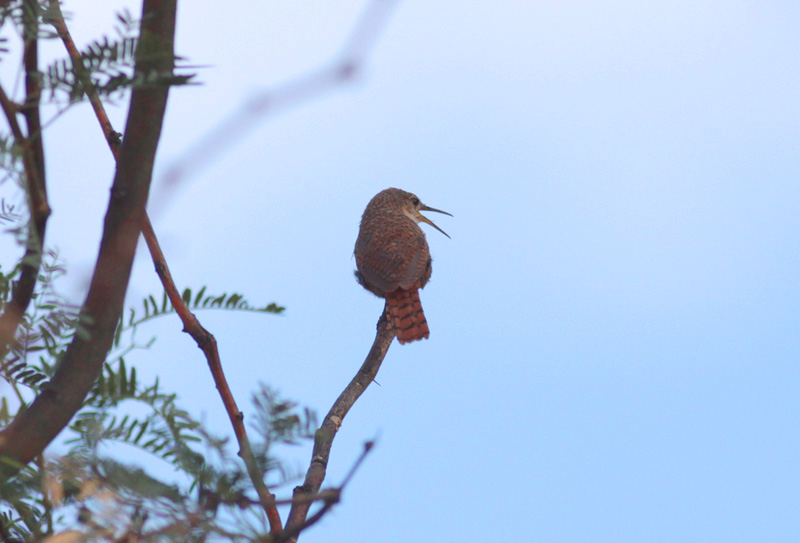Canyon Wren