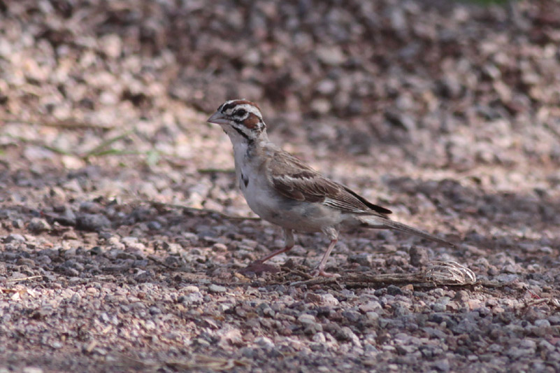 Lark Sparrow