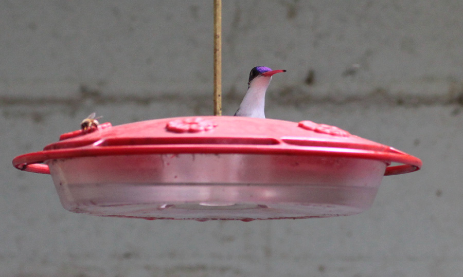 Violet-crowned Hummingbird