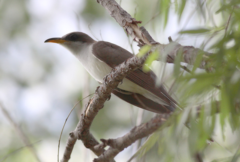 Yellow-billed Cuckoo