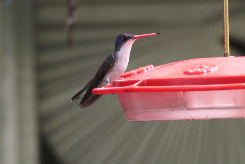 Violet-crowned Hummingbird
