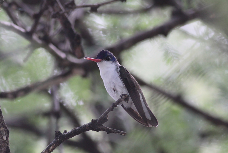 Violet-crowned Hummingbird